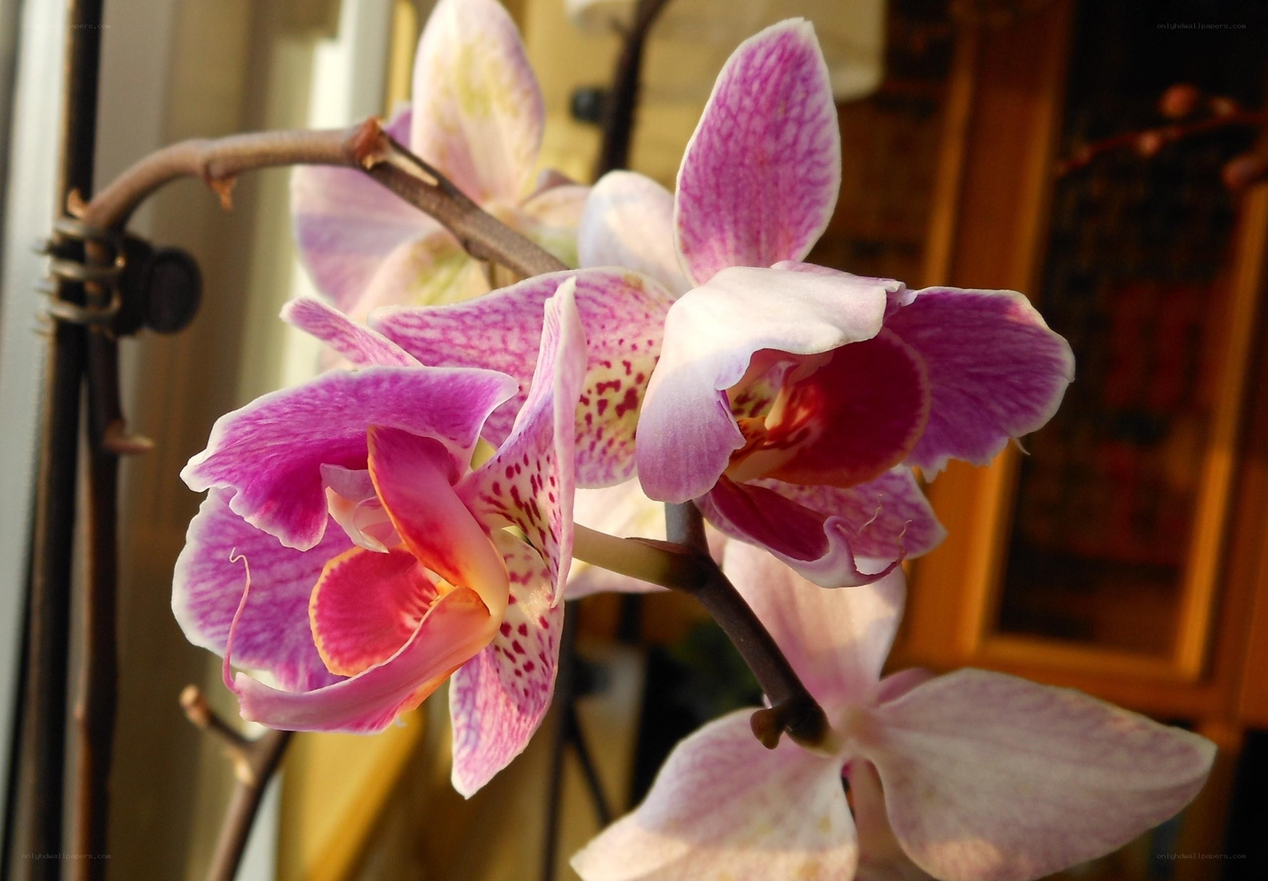 Purple orchid in bloom