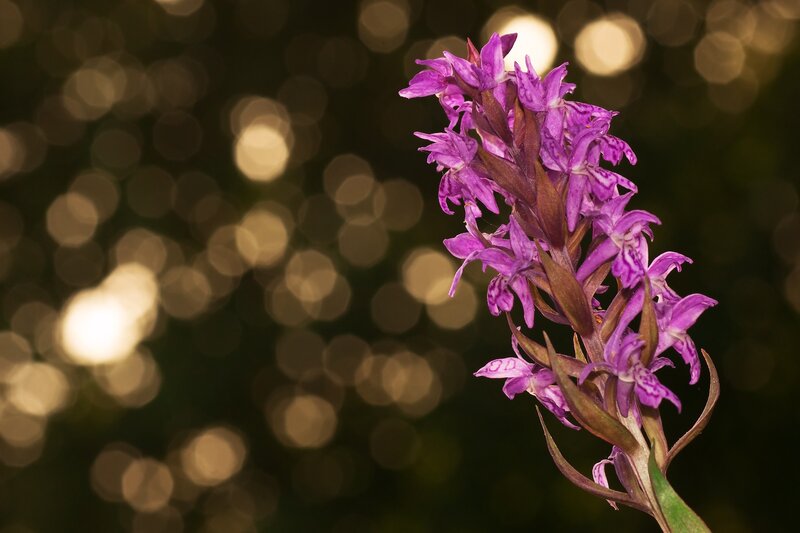 purple orchid in bokeh light