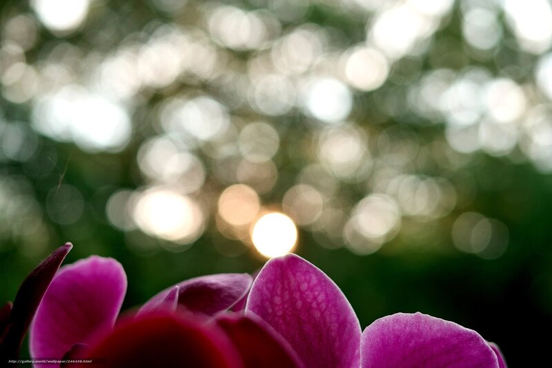 Purple Orchid in Bokeh Light