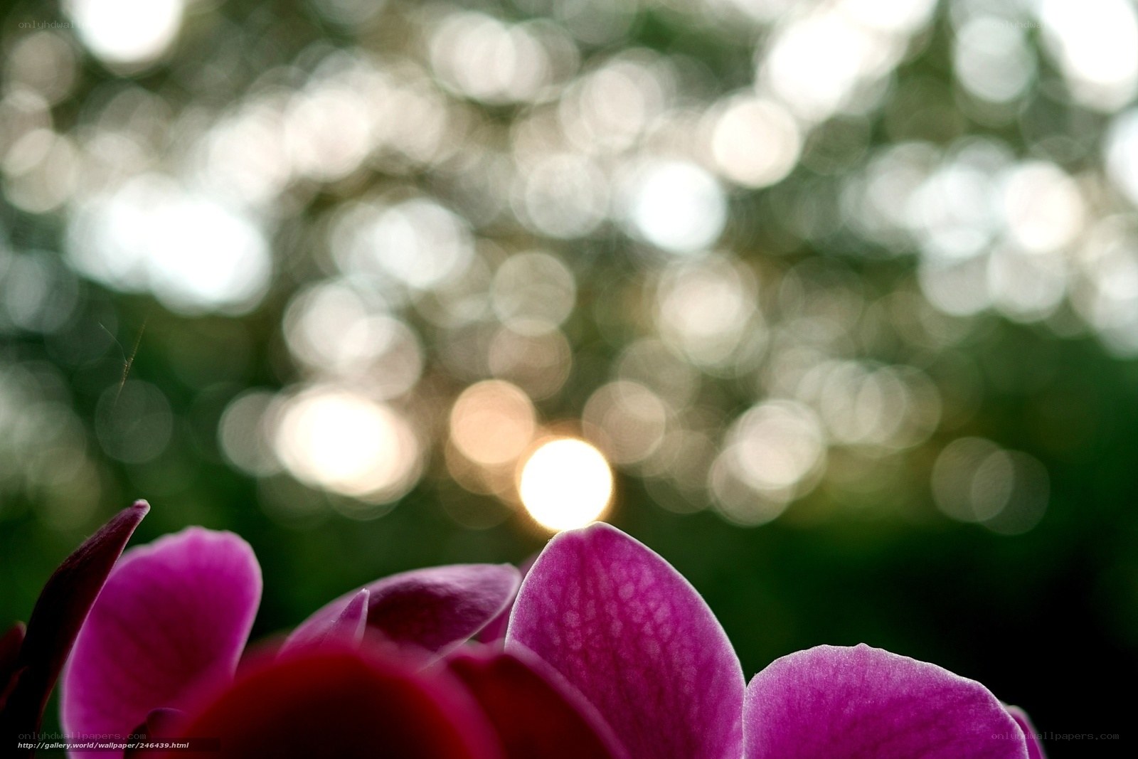 Purple Orchid in Bokeh Light