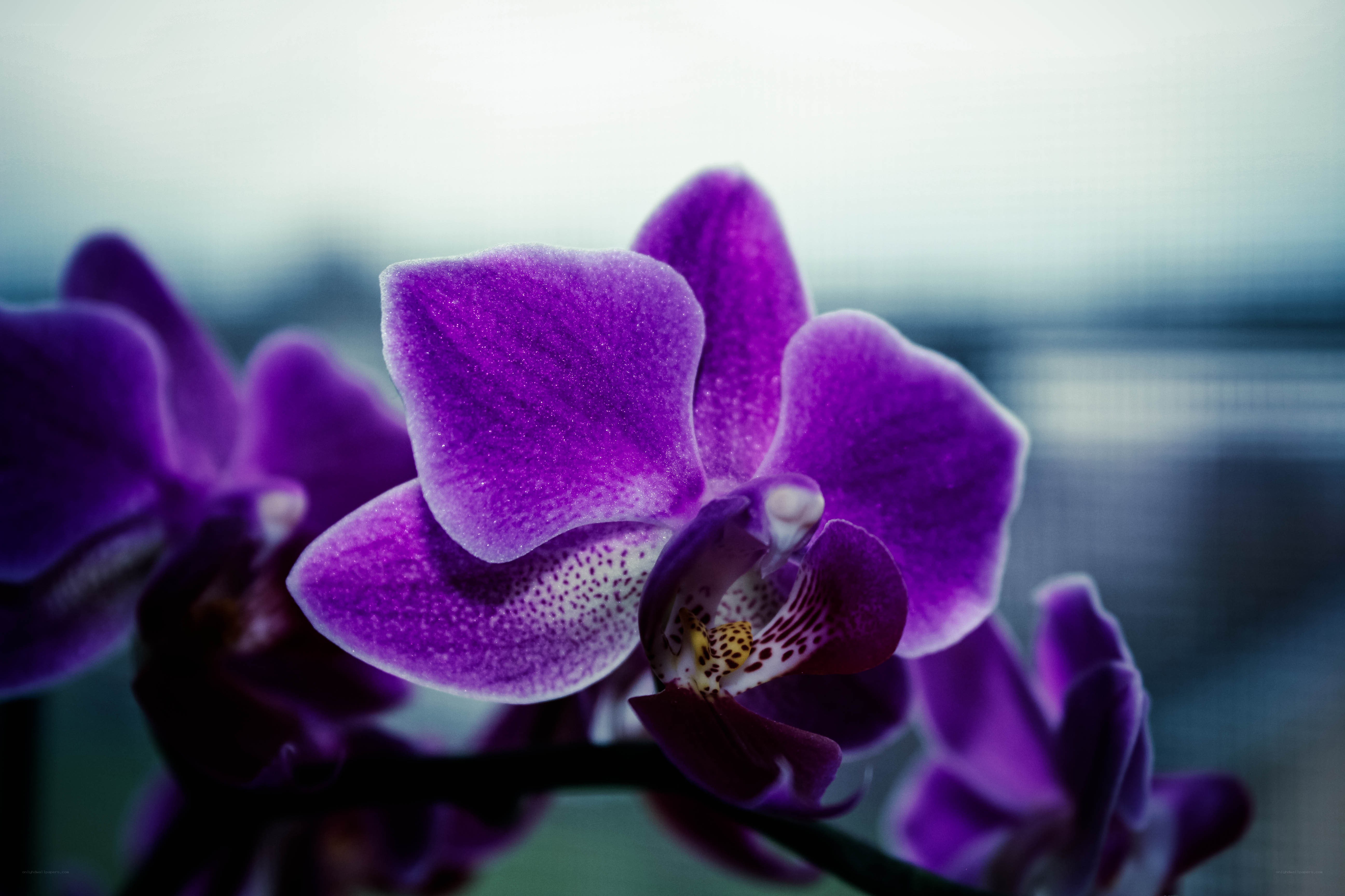Purple orchid in focus