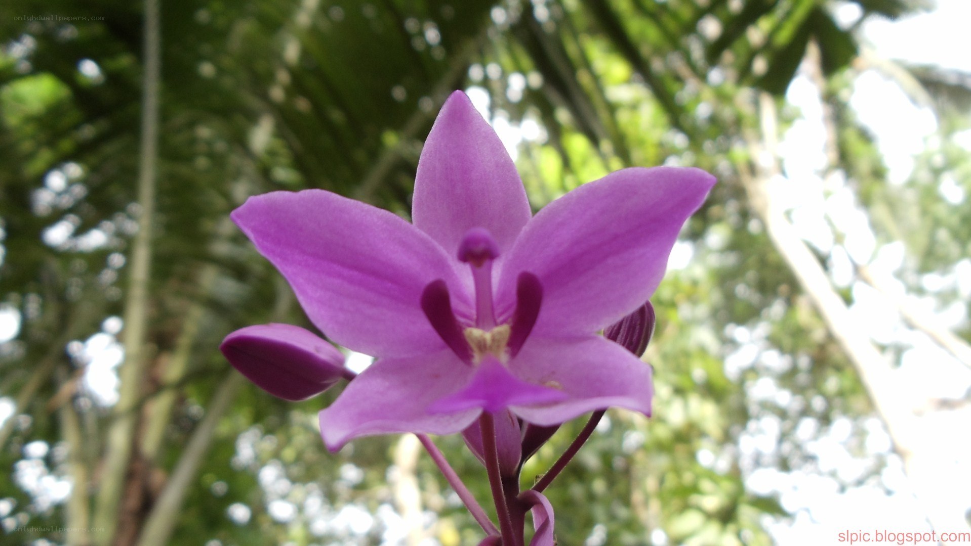 purple orchid in forest