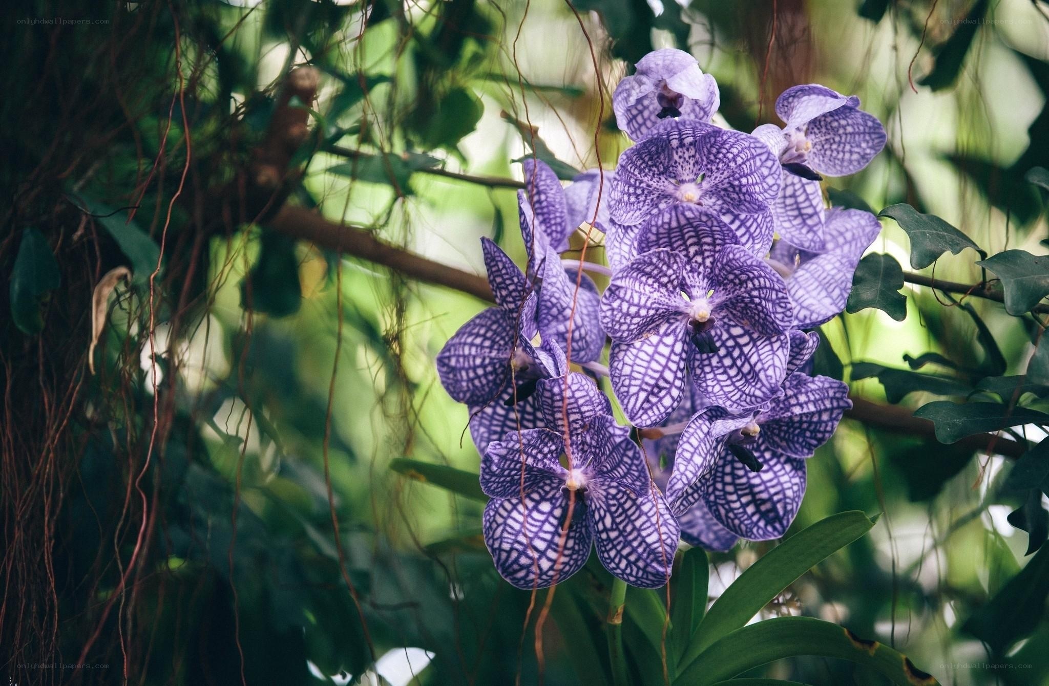 Purple orchid in forest