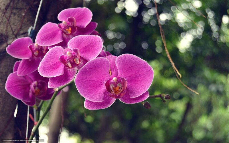 Purple orchid in garden