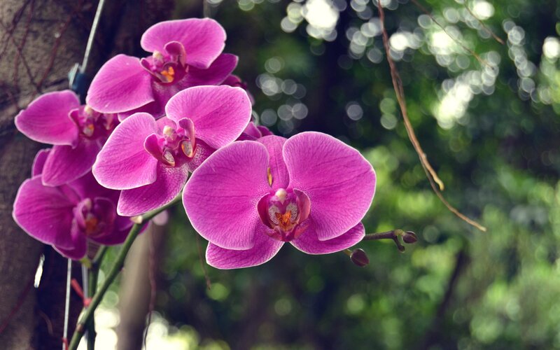 purple orchid in garden