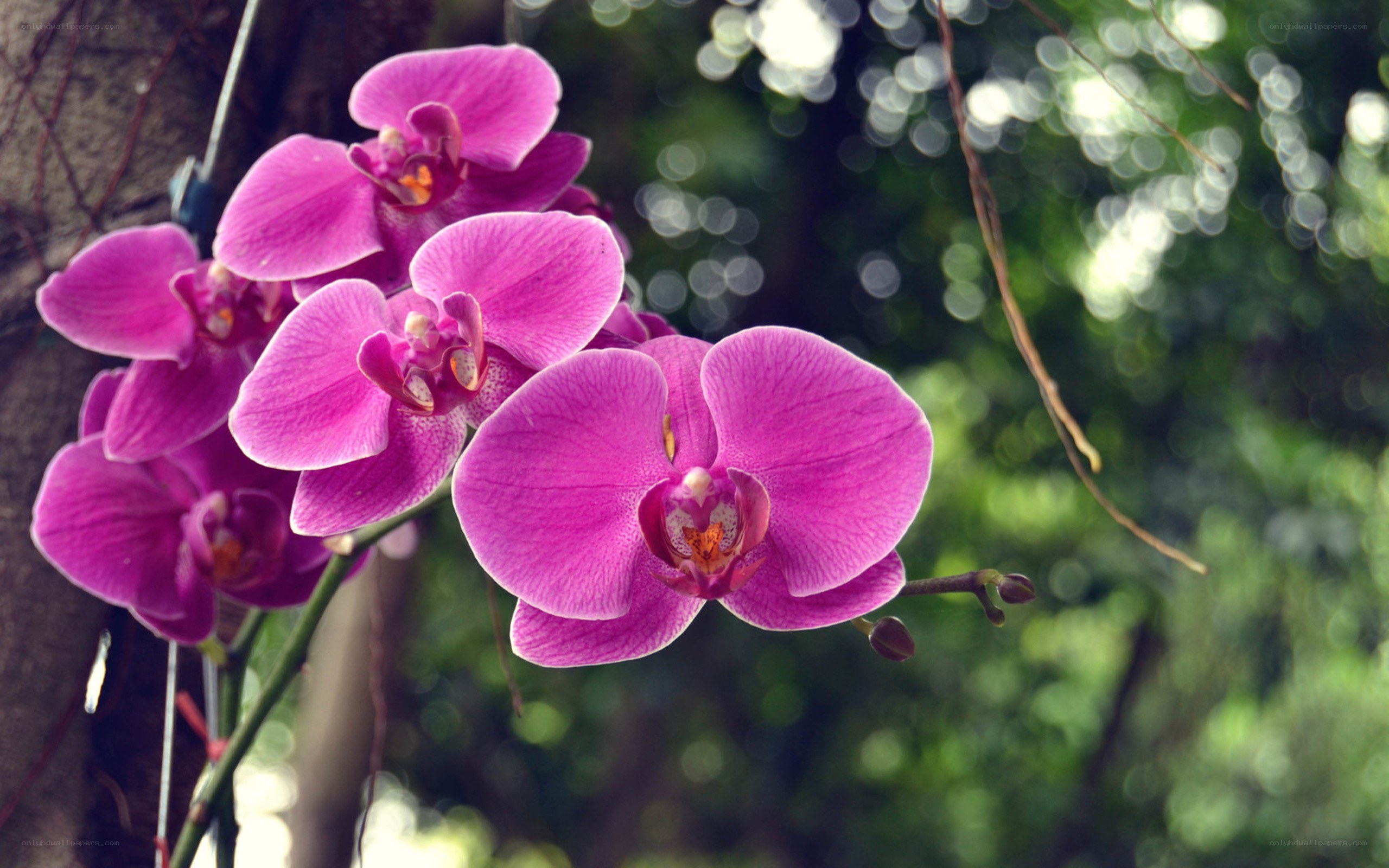 purple orchid in garden