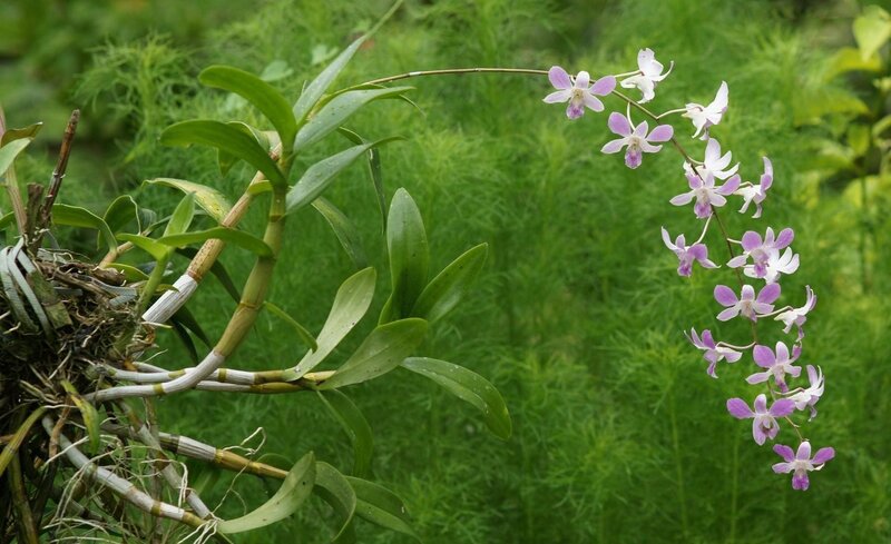 purple orchid in garden