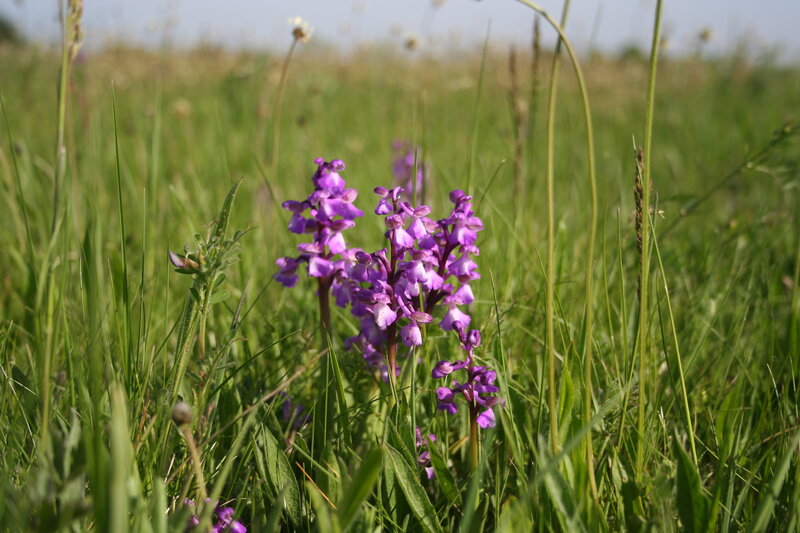 Purple Orchid in Grass