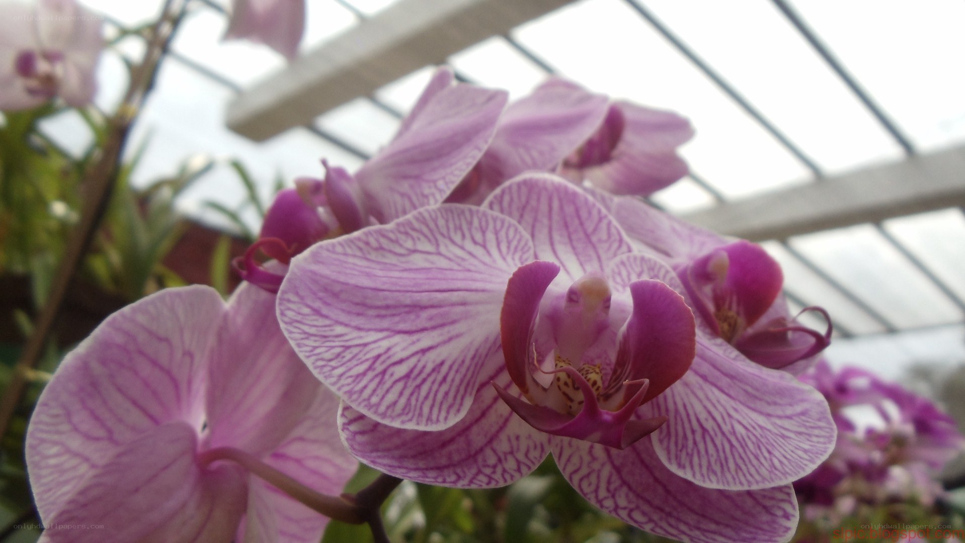 purple orchid in greenhouse
