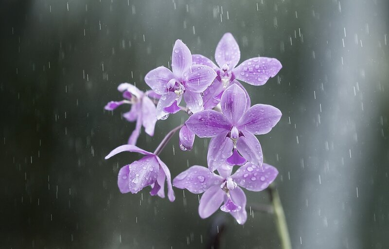 Purple Orchid in Rain