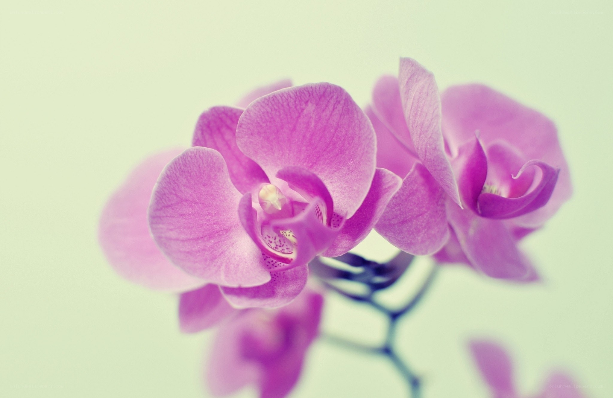 Purple orchid in soft focus