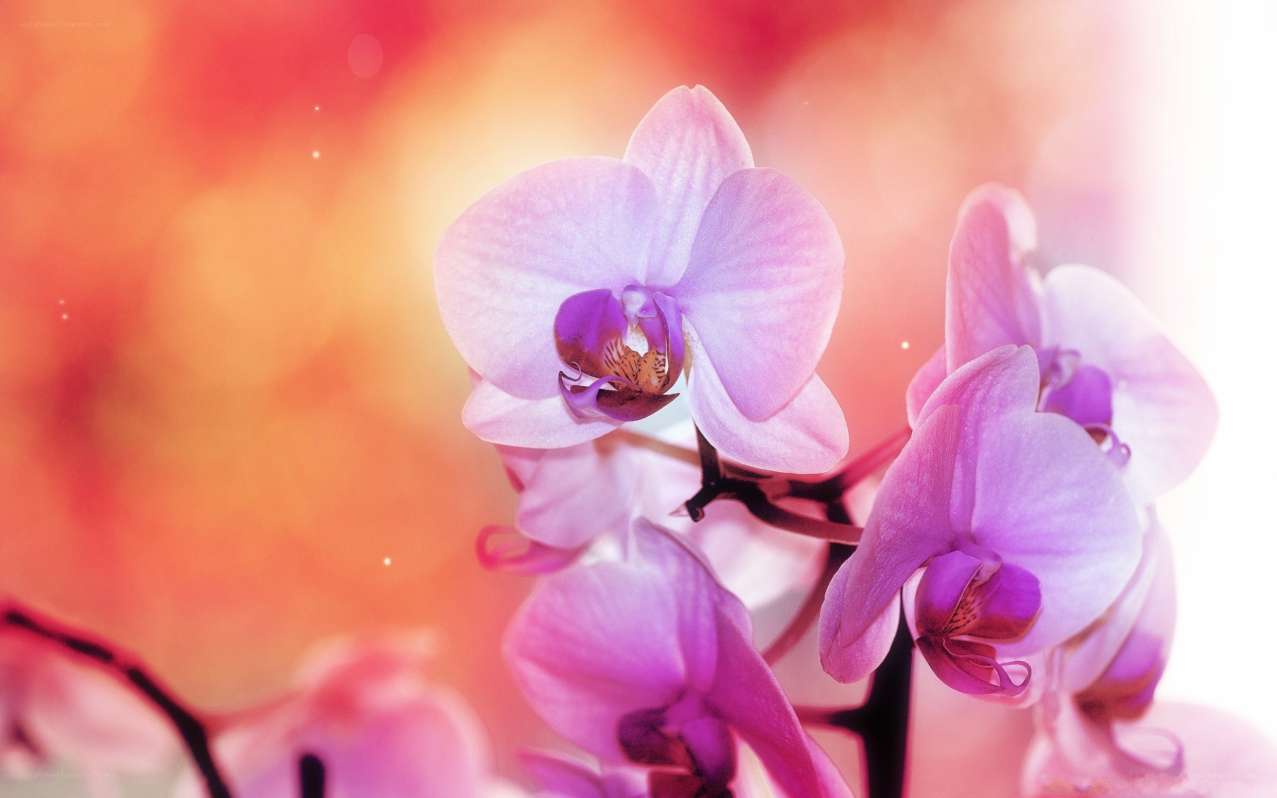 Purple orchid in soft light