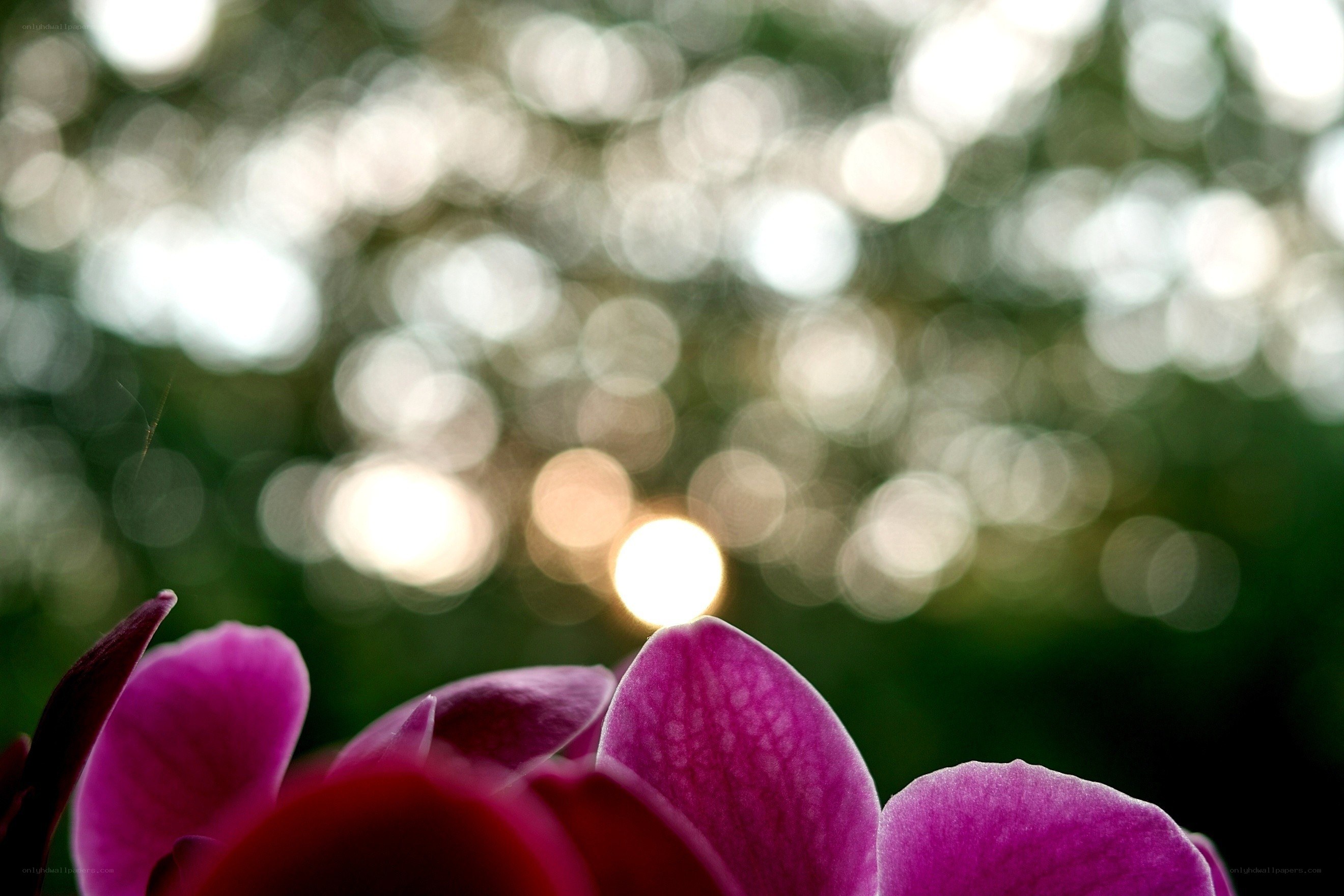 Purple orchid in sunlight