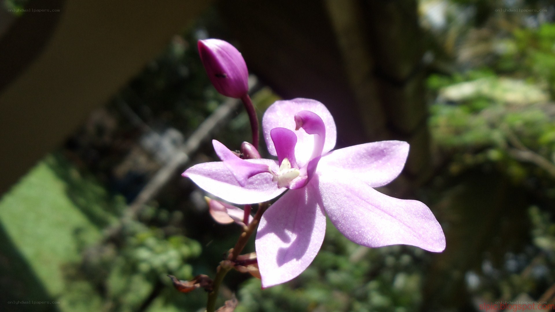 purple orchid in sunlight