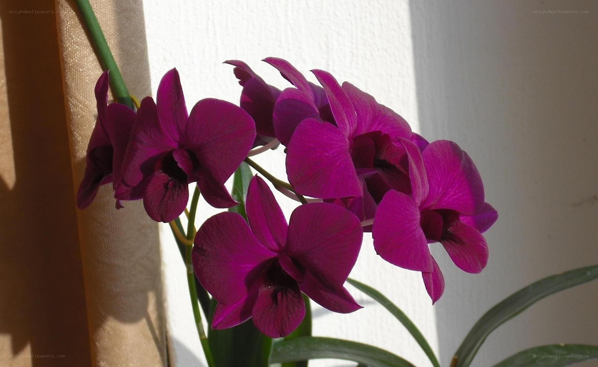Purple orchid in sunlight