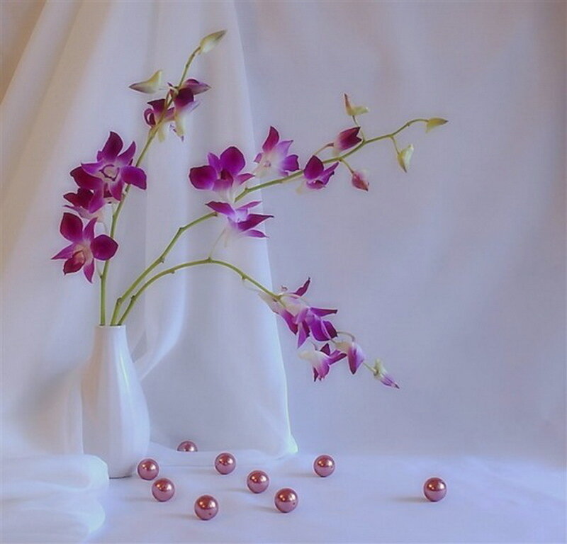 Purple Orchid in Vase