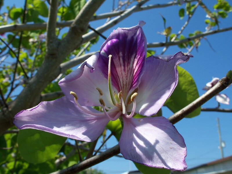 purple orchid-like flower