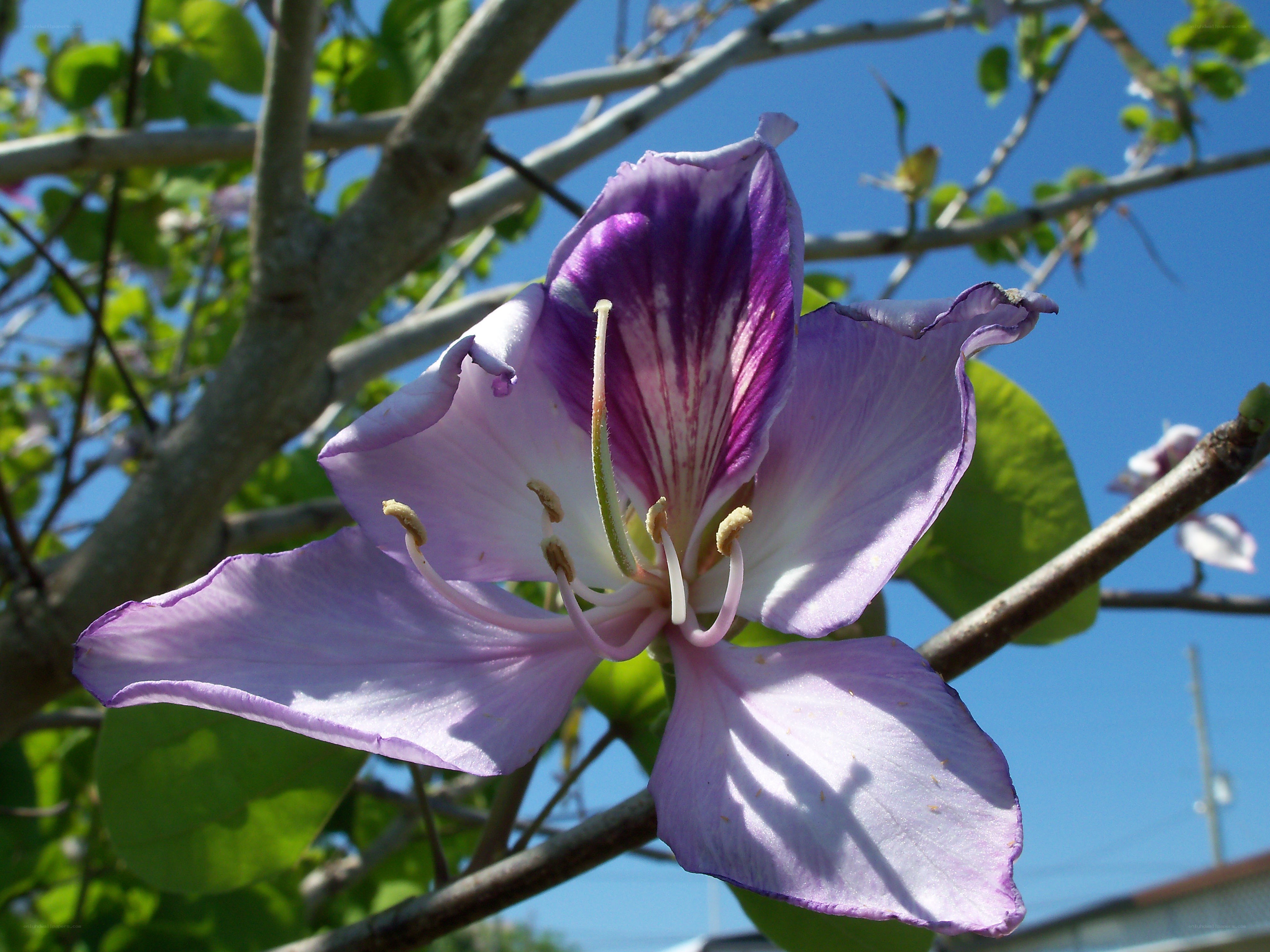 purple orchid-like flower
