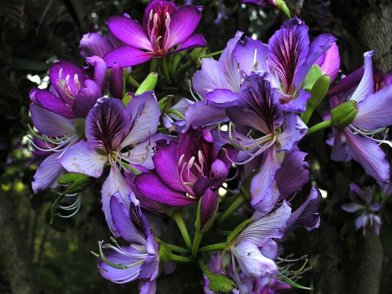 Purple Orchid-like Flowers