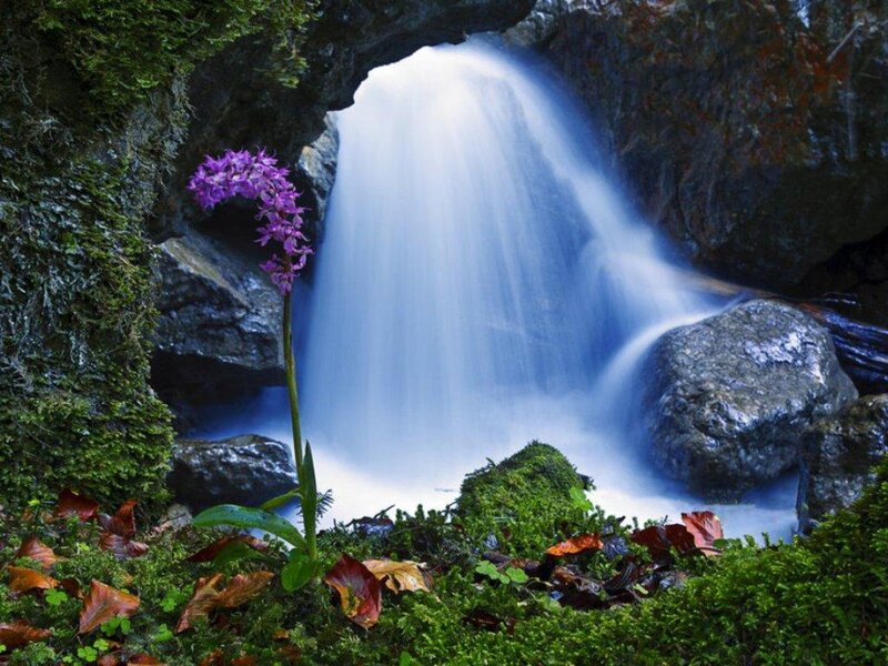 Purple Orchid Near Waterfall