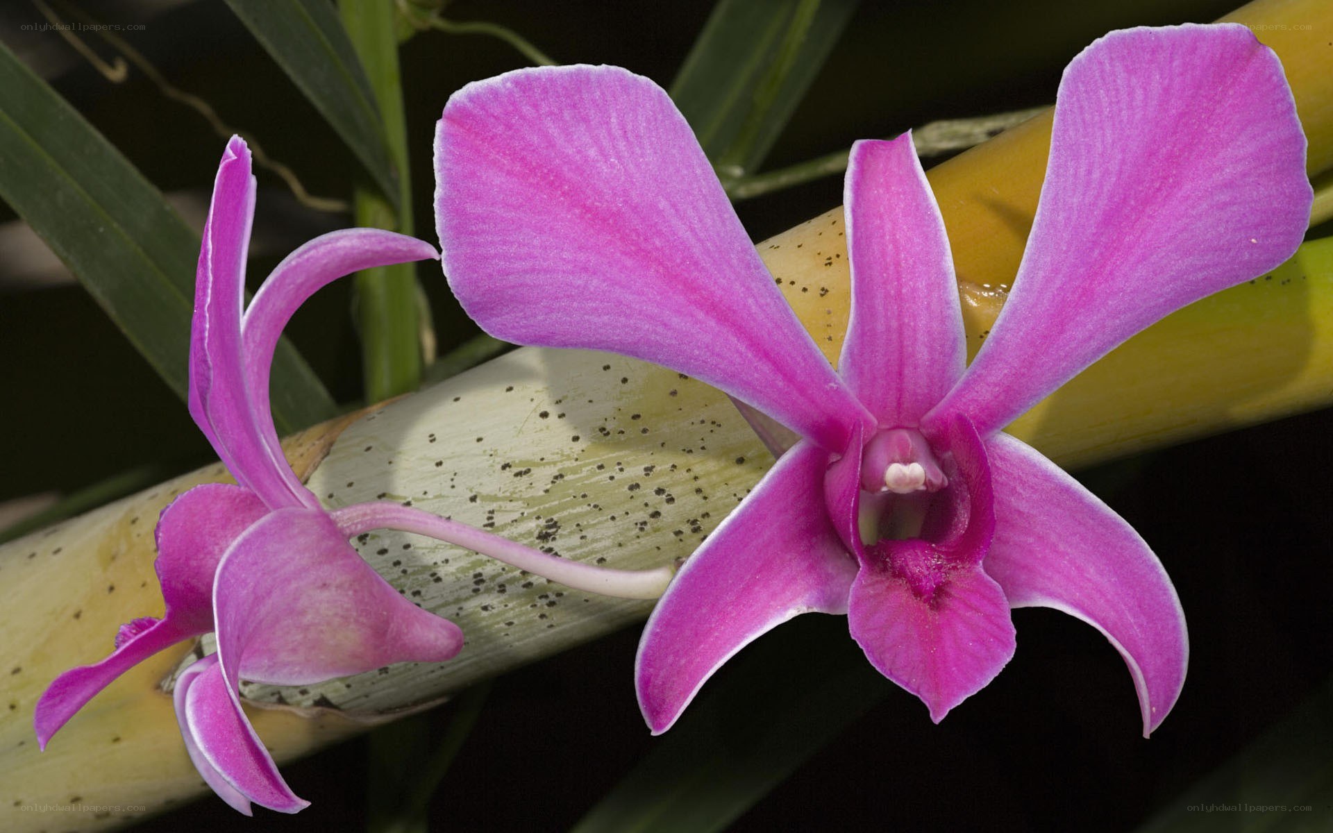 Purple orchid on bamboo