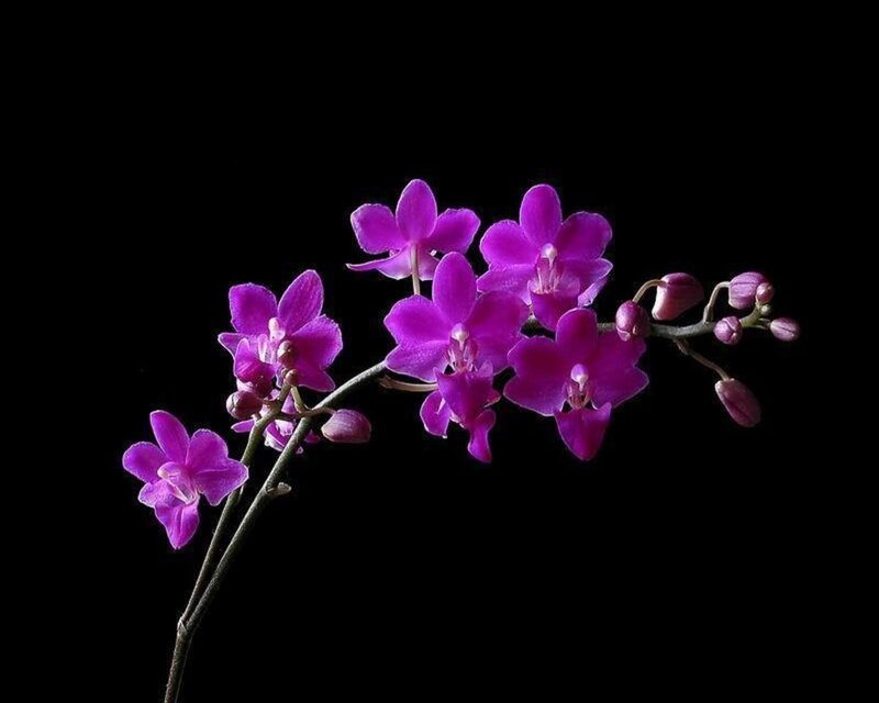 purple orchid on black background
