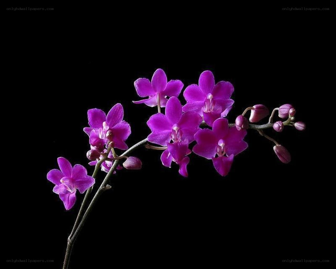 purple orchid on black background
