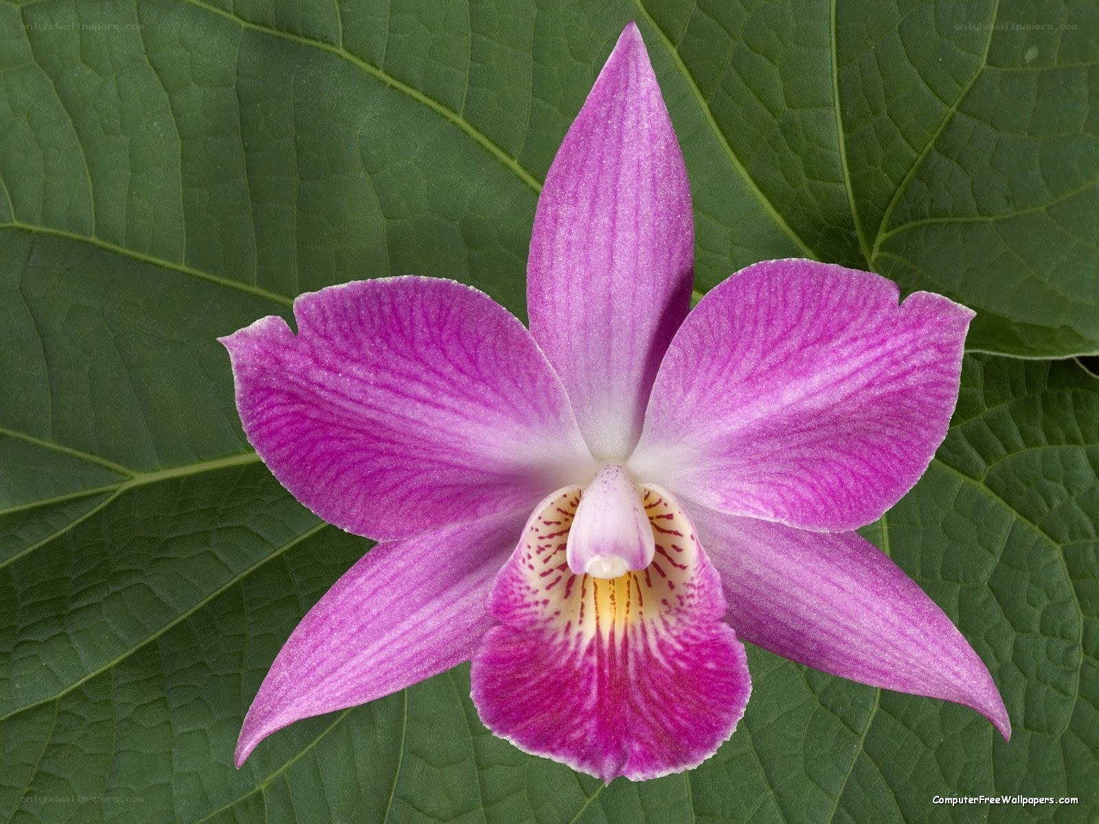 purple orchid on green leaf