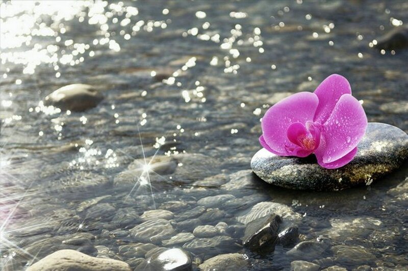 Purple Orchid on Rock — Serene