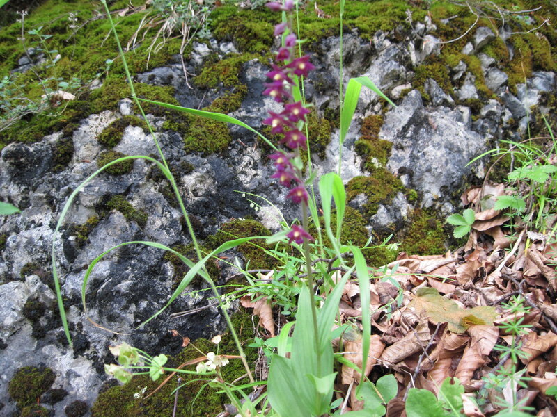 Purple Orchid on Rock