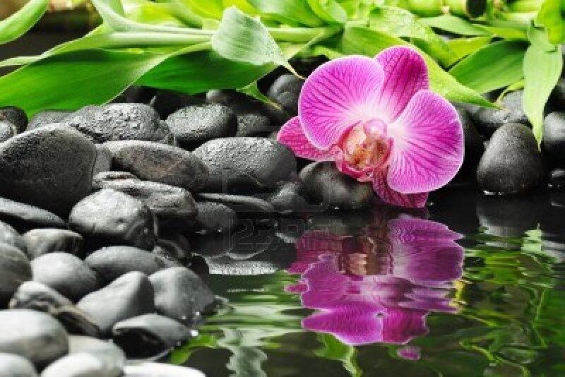 Purple Orchid on Rocks