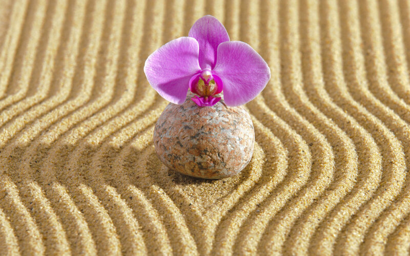 Purple Orchid on Stone — Serene