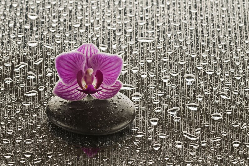 Purple Orchid on Stone
