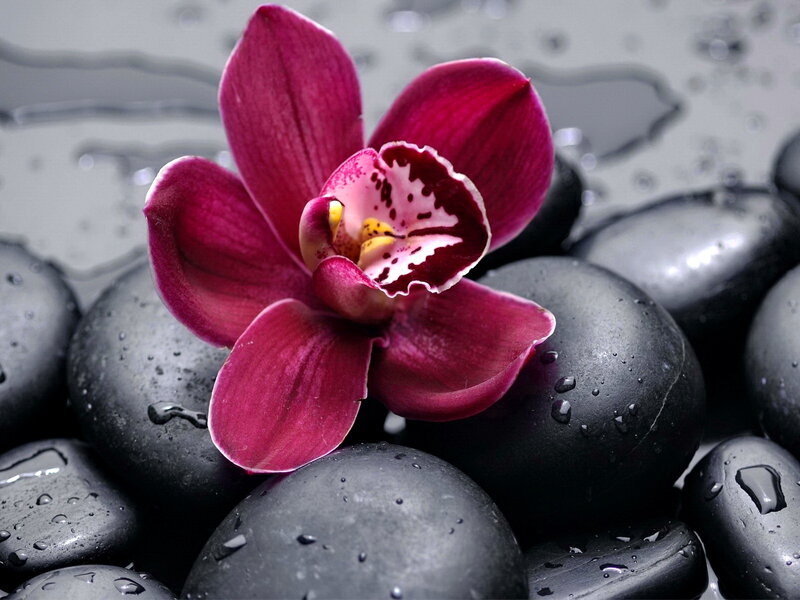 Purple Orchid on Stones — Serene