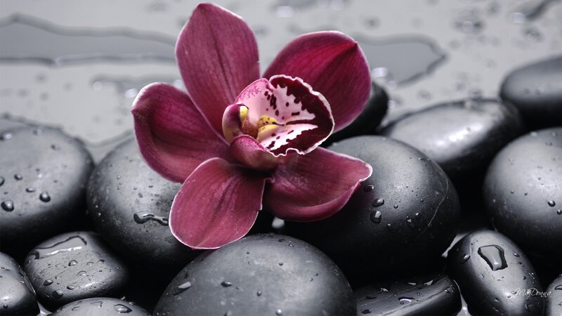 Purple Orchid on Stones