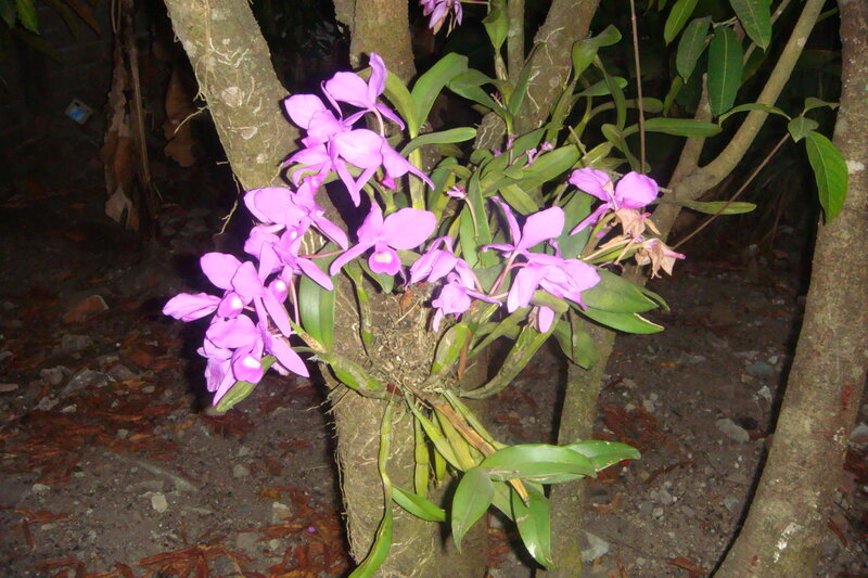Purple Orchid on Tree