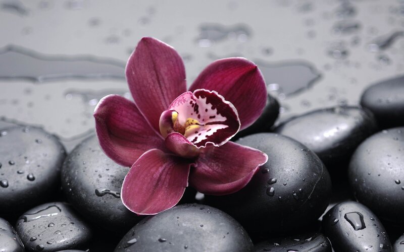 purple orchid on wet stones