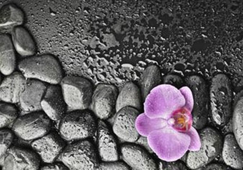 Purple Orchid on Wet Stones — Serene