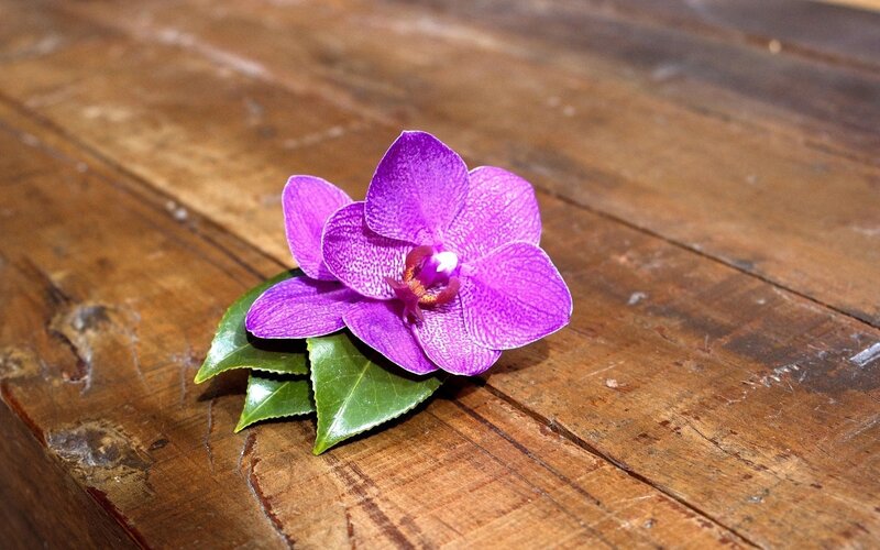 purple orchid on wood