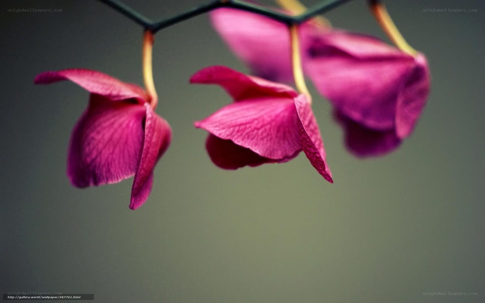 Purple orchid petals hanging