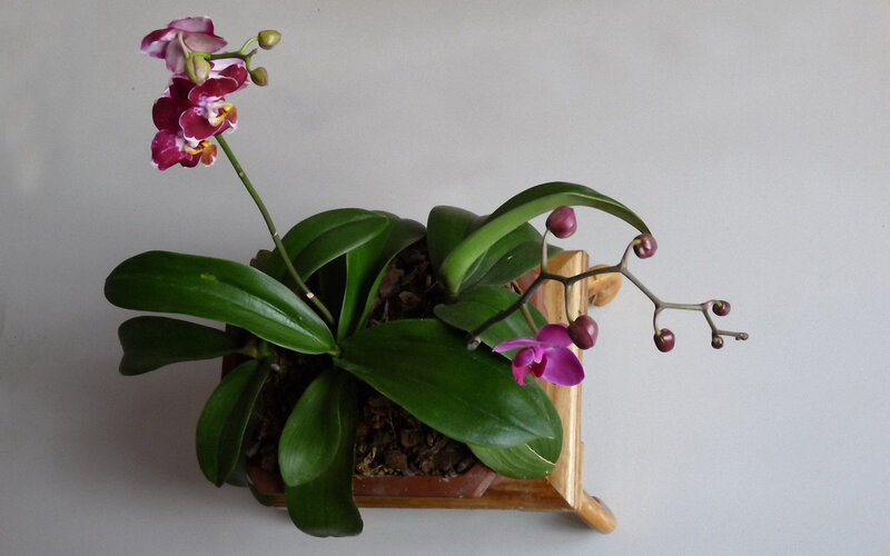 Purple Orchid Plant — Calm, Photograph