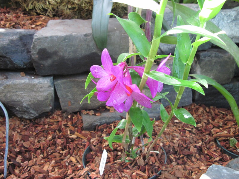 Purple Orchid Plant — Calm