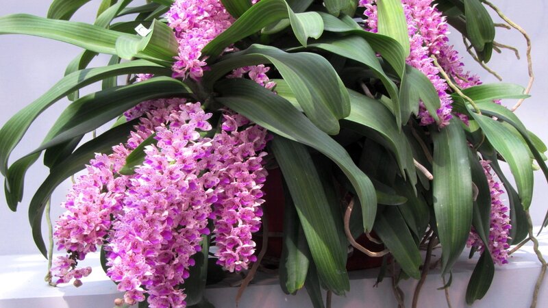 Purple Orchid Plant