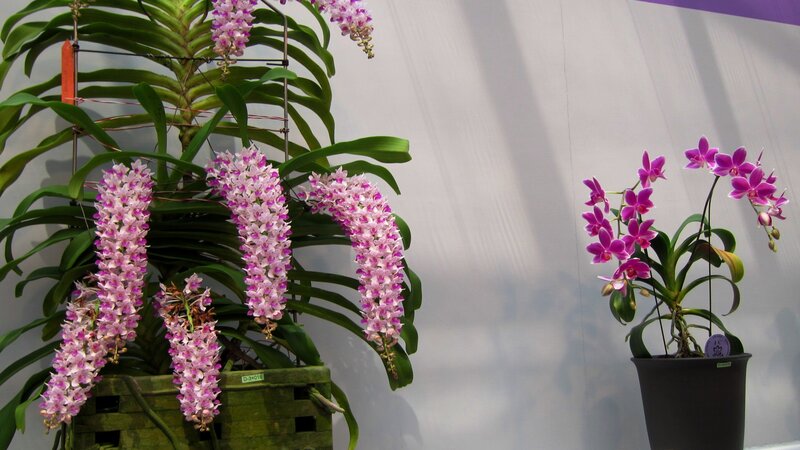 Purple Orchid Plants