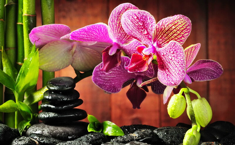 Purple Orchid with Bamboo