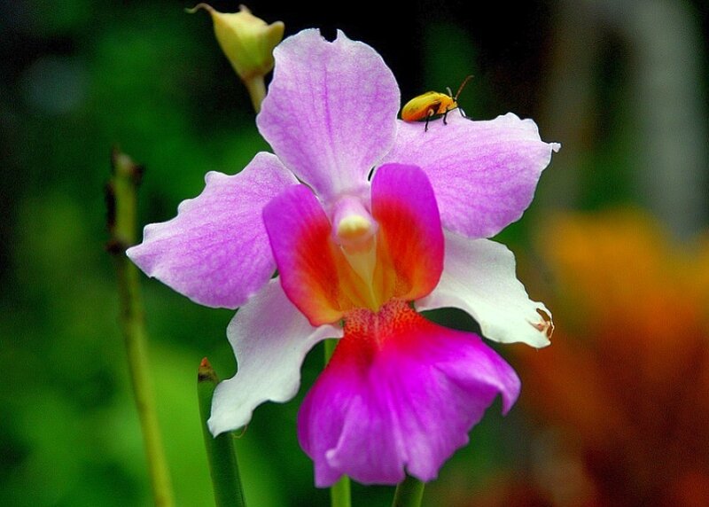 purple orchid with beetle