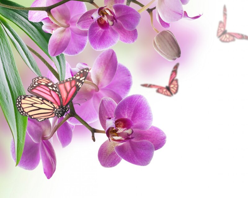 Purple Orchid with Butterflies
