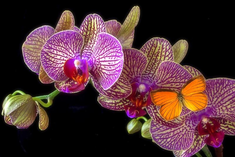 Purple Orchid with Butterfly — Dramatic