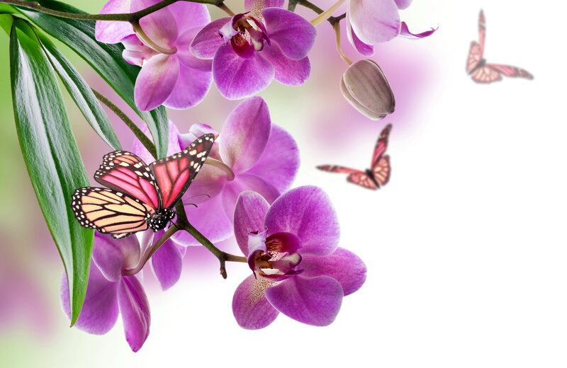 Purple Orchid with Butterfly