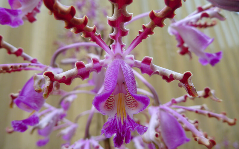 purple orchid with ruffled petals
